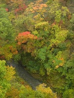 雪割橋の紅葉yukiwari bridge red leaves05